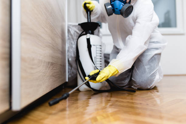 Best Termite Control Services  in Mapleton, MN