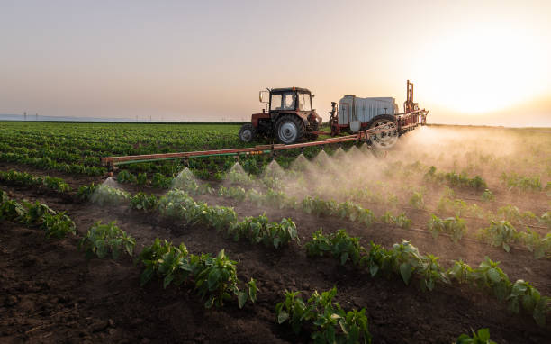 Best Ant Control Services  in Mapleton, MN