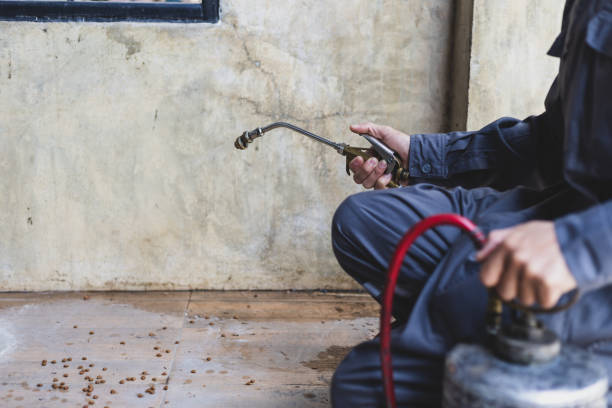 Best Wasp Removal Services  in Mapleton, MN